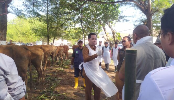 
					Bupati Jember, Muhammad Fawait saat meninjau langsung pemeriksaan Sapi di Kecamatan Ambulu, Jember, Senin, (28/7/25).  (Foto: M. Abd Rozaq Mubarok).
