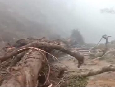 Pohon besar ambruk menutup badan jalan di Piket Nol, Lumajang. (Foto: tangkapan layar).