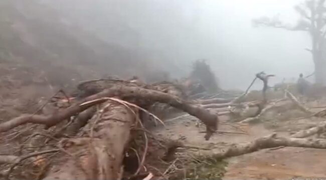 Pohon besar ambruk menutup badan jalan di Piket Nol, Lumajang. (Foto: tangkapan layar).
