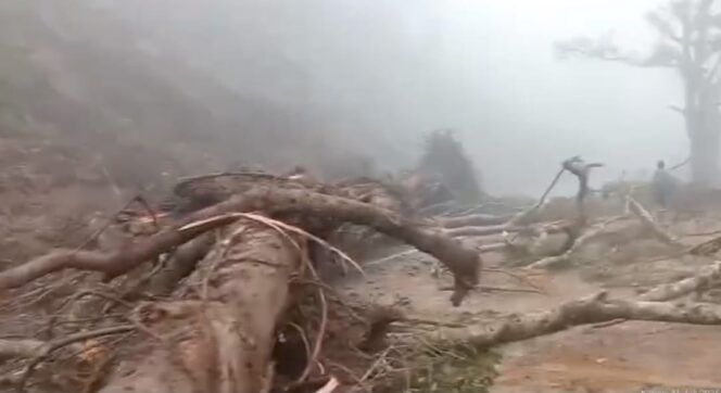 
					Pohon besar ambruk menutup badan jalan di Piket Nol, Lumajang. (Foto: tangkapan layar).