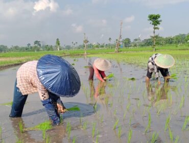 Petani harus menjadi subjek, bukan objek jika ingin mewujudkan ketahanan pangan.  (Foto: Asmadi).
