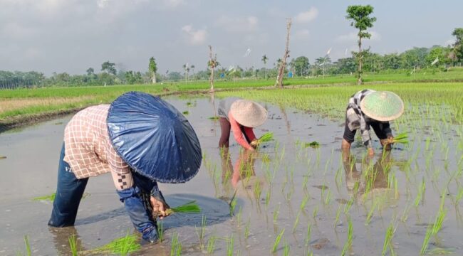Petani harus menjadi subjek, bukan objek jika ingin mewujudkan ketahanan pangan.  (Foto: Asmadi).
