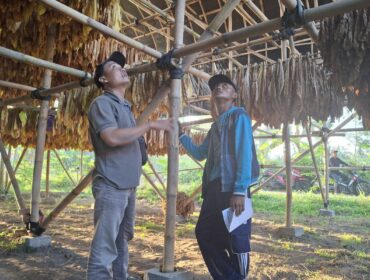 Salah satu gudang tembakau milik petani di Lumajang. (Foto: Istimewa).