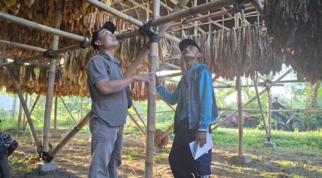 Salah satu gudang tembakau milik petani di Lumajang. (Foto: Istimewa).