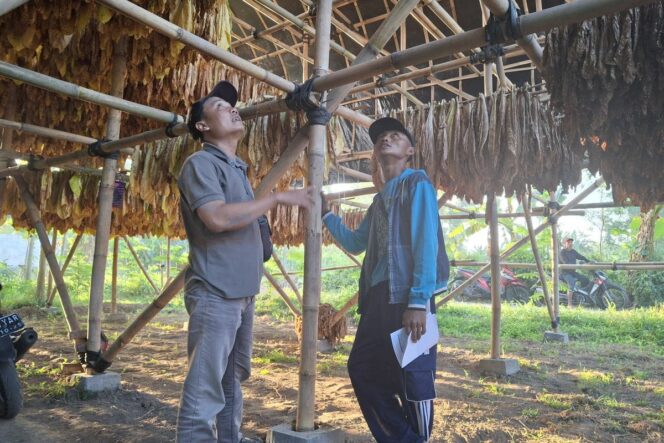 
					Salah satu gudang tembakau milik petani di Lumajang. (Foto: Istimewa).