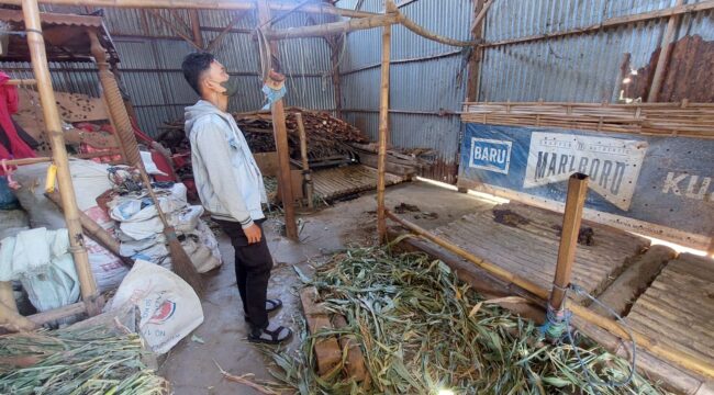 RAIB: Warga berada di kandang 3 ekor sapi yang raib digondol maling di Jalan Progo, Kelurahan Kareng Lor, Kecamatan Kedepok, Kota Probolinggo. (foto: Hafiz Rozani).