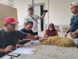 TES AROMA: Kuasa pembelian pabrik tembakau, M. Suli Faris mencium tembakau untuk menentukan harga yang dijual oleh petani. (foto: Ali Ya’lu)