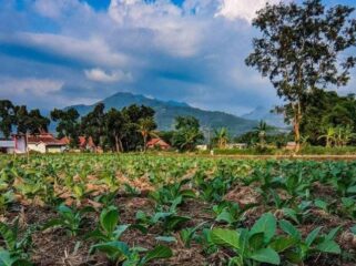 TUMBUH: Kondisi lahan tanaman tembakau di Kabupaten Probolinggo. (foto: istimewa)