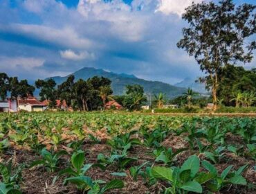 TUMBUH: Kondisi lahan tanaman tembakau di Kabupaten Probolinggo. (foto: istimewa)