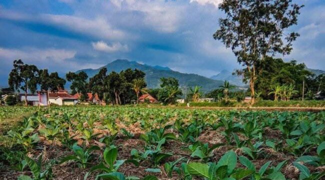 TUMBUH: Kondisi lahan tanaman tembakau di Kabupaten Probolinggo. (foto: istimewa)