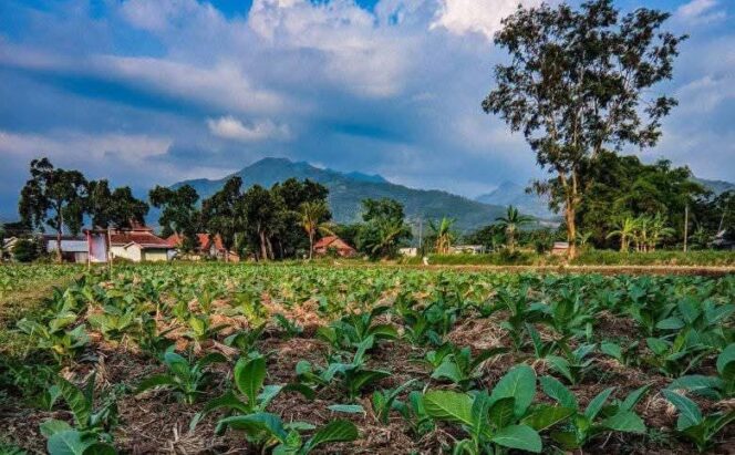 
					TUMBUH: Kondisi lahan tanaman tembakau di Kabupaten Probolinggo. (foto: istimewa)