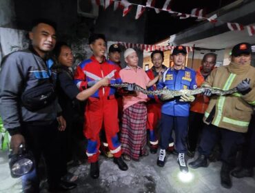 TANGKAP: Petugas Damkar Kota Probolinggo bersama ular pitor yang baru saja.ditangkap dari rumah warga. (Foto: istimewa)