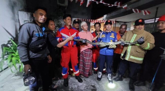 TANGKAP: Petugas Damkar Kota Probolinggo bersama ular pitor yang baru saja.ditangkap dari rumah warga. (Foto: istimewa)