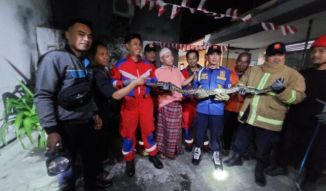 
					TANGKAP: Petugas Damkar Kota Probolinggo bersama ular pitor yang baru saja.ditangkap dari rumah warga. (Foto: istimewa)