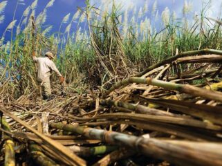 Lahan tebu milik petani di Lumajang. (Foto: Asmadi)