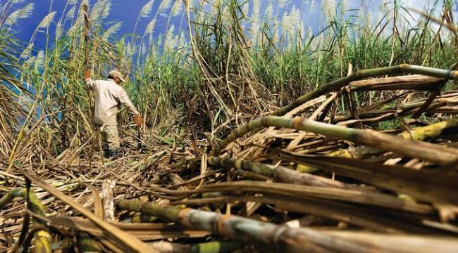Lahan tebu milik petani di Lumajang. (Foto: Asmadi)