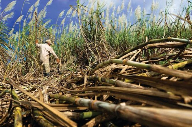 
					Lahan tebu milik petani di Lumajang. (Foto: Asmadi)