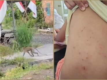 MERESAHKAN: Kera saat memasuki pemukiman warga Desa Toyaning, Kecamatan Rejoso, Kabupaten Pasuruan. (Kiri) Kondisi punggung korban pasca dicakar kera liar. (foto: Moh. Rois).