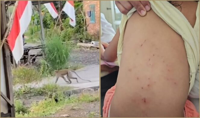 
					MERESAHKAN: Kera saat memasuki pemukiman warga Desa Toyaning, Kecamatan Rejoso, Kabupaten Pasuruan. (Kiri) Kondisi punggung korban pasca dicakar kera liar. (foto: Moh. Rois).