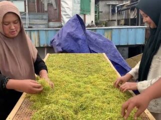 MUSIM: Petani di Lumajang saat menjemur tembakau rajangan jenis kasturi top grade, yang harganya kini Rp60 ribu/kg. (foto: istimewa).