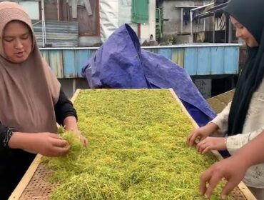 MUSIM: Petani di Lumajang saat menjemur tembakau rajangan jenis kasturi top grade, yang harganya kini Rp60 ribu/kg. (foto: istimewa).