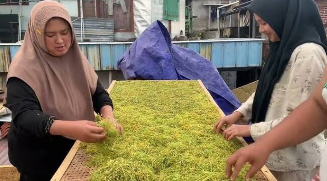 MUSIM: Petani di Lumajang saat menjemur tembakau rajangan jenis kasturi top grade, yang harganya kini Rp60 ribu/kg. (foto: istimewa).