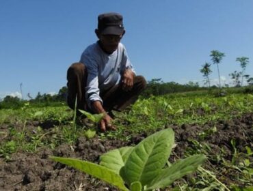 DIPERHATIKAN: Buruh petani tembakau di Lumajang mendapatkan asuransi sosial karena dinilai memilili resiko dalam pekejaannya. (foto: istimewa).