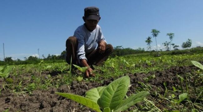 DIPERHATIKAN: Buruh petani tembakau di Lumajang mendapatkan asuransi sosial karena dinilai memilili resiko dalam pekejaannya. (foto: istimewa).