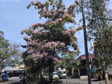Deretan pohon tabebuya yang ditanam sepanjang ruas jalan itu mulai menampakkan pesonanya. Mekar serempak (Asmadi).
