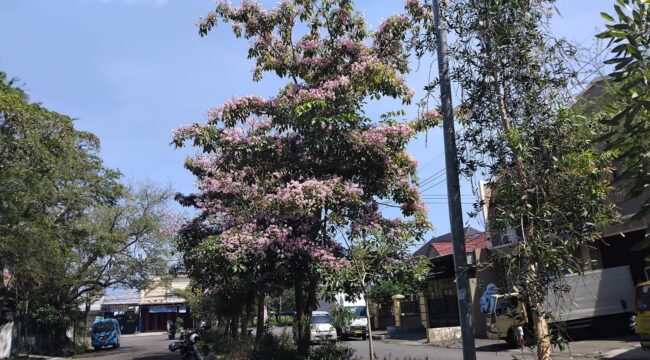 Deretan pohon tabebuya yang ditanam sepanjang ruas jalan itu mulai menampakkan pesonanya. Mekar serempak (Asmadi).
