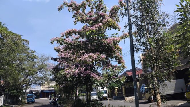 
					Deretan pohon tabebuya yang ditanam sepanjang ruas jalan itu mulai menampakkan pesonanya. Mekar serempak (Asmadi).
