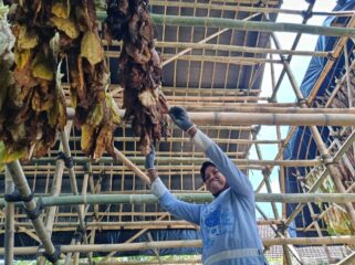 Salah satu gudang pengeringan tembakau yang difasilitasi Pemkab Lumajang. (Foto: Asmadi).