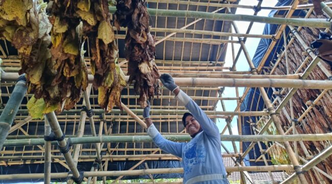Salah satu gudang pengeringan tembakau yang difasilitasi Pemkab Lumajang. (Foto: Asmadi).
