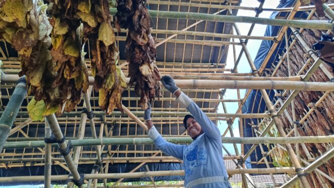 
					Salah satu gudang pengeringan tembakau yang difasilitasi Pemkab Lumajang. (Foto: Asmadi).