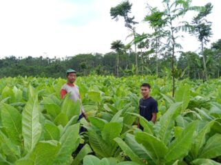 Tembakau jenis white Burley (Foto: Asmadi).