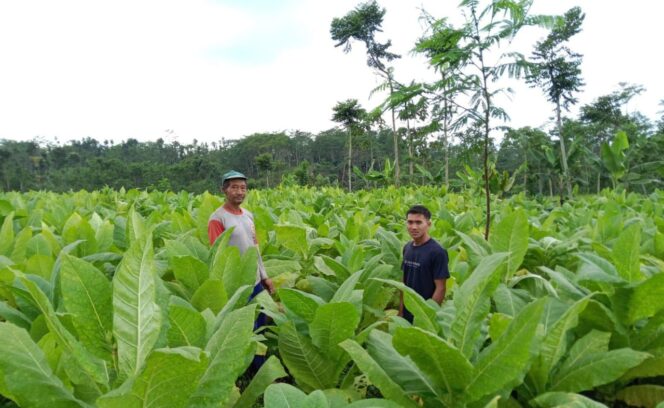 
					Tembakau jenis white Burley (Foto: Asmadi).
