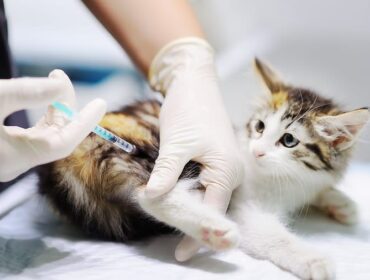 Proses vaksinasi pada hewan peliharaan untuk mencegah rabies.