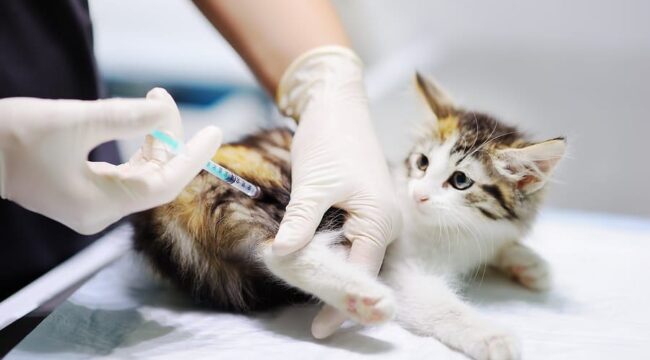Proses vaksinasi pada hewan peliharaan untuk mencegah rabies.