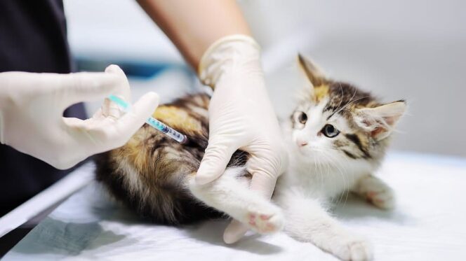 
					Proses vaksinasi pada hewan peliharaan untuk mencegah rabies.