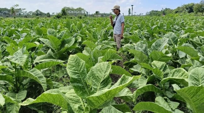 Tanaman tembakau di Kabupaten Lumajang menunjukkan pertumbuhan signifikan pada tahun 2025 (Asmadi).