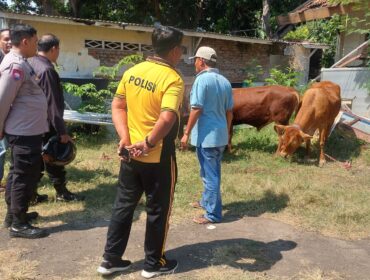 AMANKAN: Anggota Polres Probolinggo Kota dan warga mengecek hewan ternak yang diduga hasil curian. (foto: Hafiz Rozani).