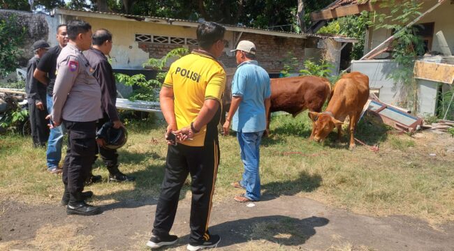 AMANKAN: Anggota Polres Probolinggo Kota dan warga mengecek hewan ternak yang diduga hasil curian. (foto: Hafiz Rozani).