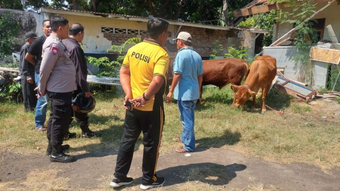 
					AMANKAN: Anggota Polres Probolinggo Kota dan warga mengecek hewan ternak yang diduga hasil curian. (foto: Hafiz Rozani).