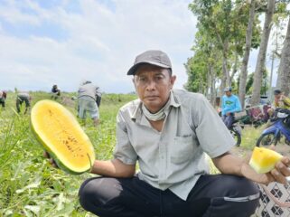 Senewi (50), seorang petani asal Desa Petahunan, Kecamatan Sumbersuko, Kabupaten Lumajang, berhasil membudidayakan semangka jenis Inul.
