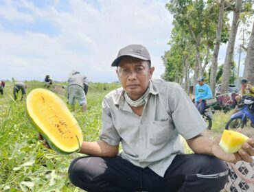Senewi (50), seorang petani asal Desa Petahunan, Kecamatan Sumbersuko, Kabupaten Lumajang, berhasil membudidayakan semangka jenis Inul.
