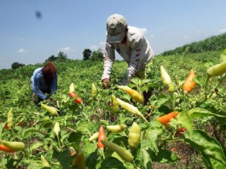 Petani cabai di Kabupaten Lumajang menerima bantuan dari Dana Bagi Hasil Cukai Hasil Tembakau (DBHCHT) tahun anggaran 2025. (Foto: Asmadi)