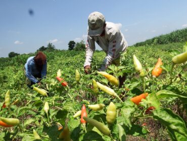Petani cabai di Kabupaten Lumajang menerima bantuan dari Dana Bagi Hasil Cukai Hasil Tembakau (DBHCHT) tahun anggaran 2025. (Foto: Asmadi)