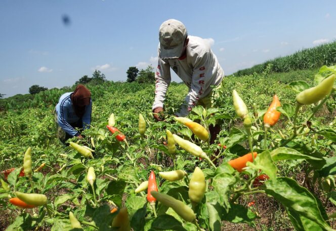 
					Petani cabai di Kabupaten Lumajang menerima bantuan dari Dana Bagi Hasil Cukai Hasil Tembakau (DBHCHT) tahun anggaran 2025. (Foto: Asmadi)