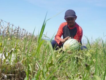 Petani semangka di Lumajang juga menerima Dana Bagi Hasil Cukai Hasil Tembakau (DBHCHT). (Foto: Asmadi)
