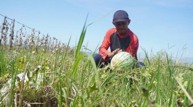 Petani semangka di Lumajang juga menerima Dana Bagi Hasil Cukai Hasil Tembakau (DBHCHT). (Foto: Asmadi)
